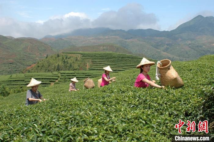 图为茶农正在采摘大田美人茶。　大田县茶业发展促进中心 供图