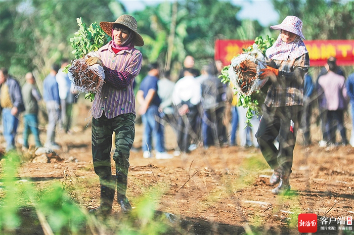 海口市龙华区龙桥镇昌荣村村民种油茶。海南日报记者 封烁 摄