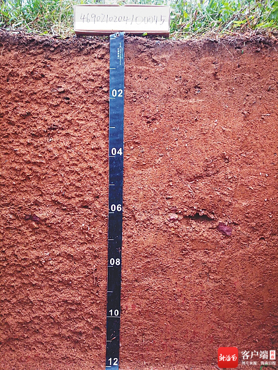 定安龙门镇佳港村砖红壤剖面。图片由受访者提供