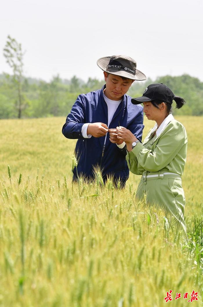 90后夫妻俩贺迎新（左）潘培在小麦田里查看麦穗灌浆情况。长江日报记者李永刚 摄