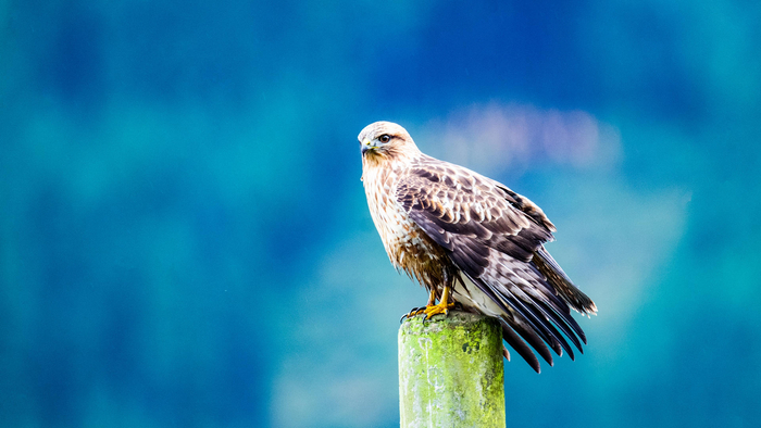 ▲国家二级保护动物大鵟 图据主办方