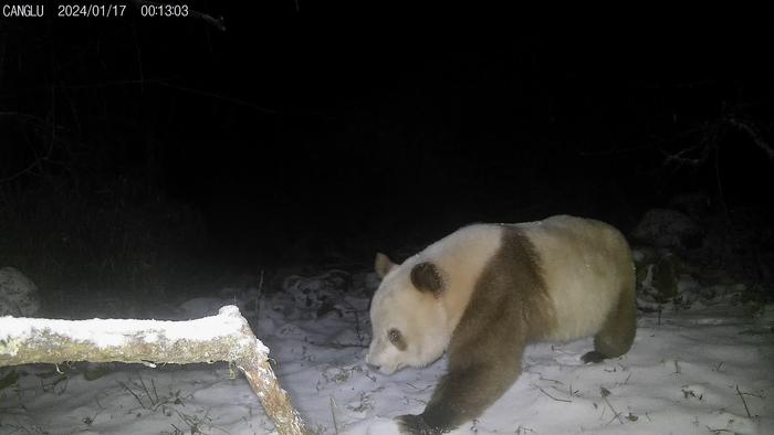 野外红外相机近距离捕捉到一只健康成年棕色大熊猫身影（陕西省林业局供图）