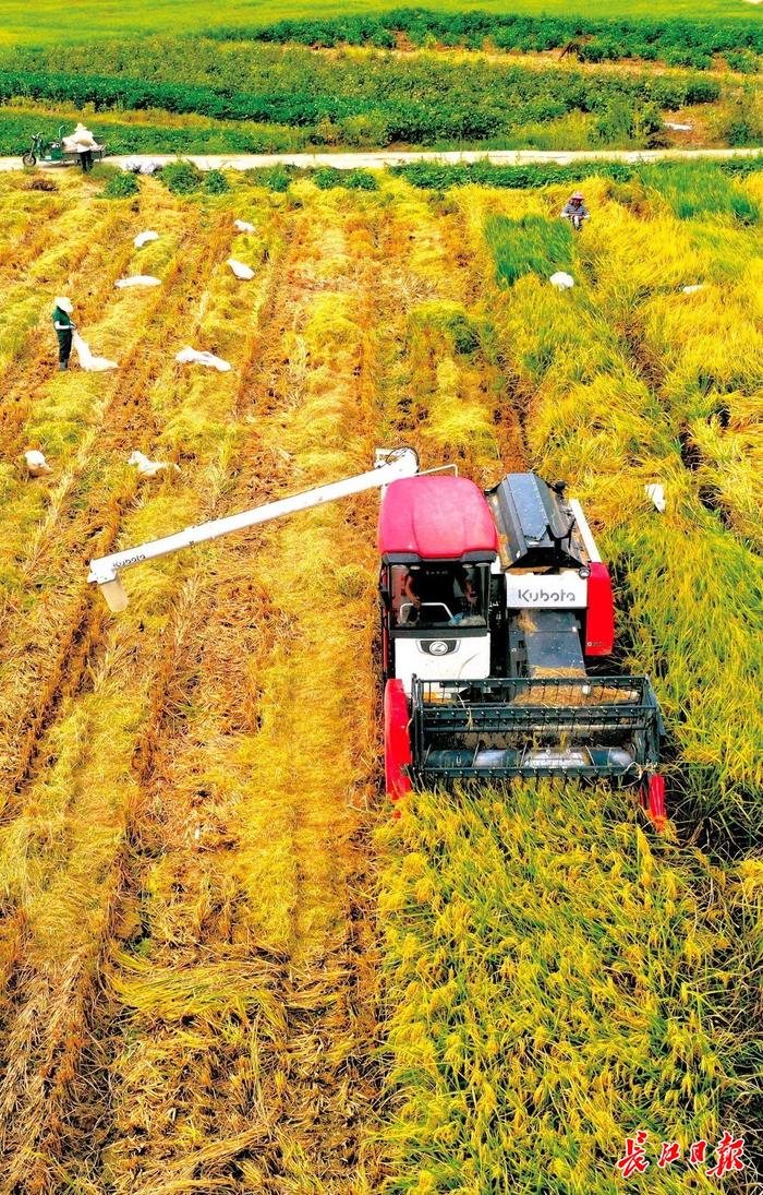 育种人员正在田间收割农作物。长江日报记者刘斌 摄