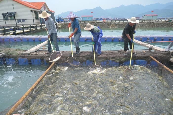 2024年5月8日，养殖户在福建省宁德市三都澳白基湾渔排挑选大黄鱼。新华社记者 林善传 摄