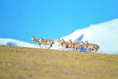 在羌塘国家级自然保护区，一群雌性藏羚羊在奔跑。 新华社发