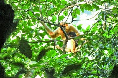 在海南热带雨林国家公园霸王岭片区栖息的海南长臂猿。新华社发
