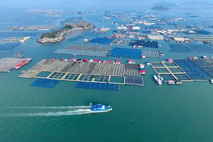 这是2024年1月11日拍摄的福建省宁德市霞浦县海上养殖区（无人机照片）。新华社记者 姜克红 摄