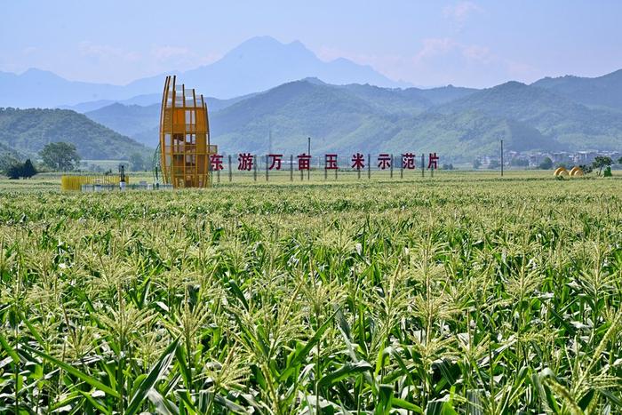 这是2024年5月8日在福建省南平市建瓯市东游镇拍摄的万亩玉米示范基地。新华社记者 姜克红 摄