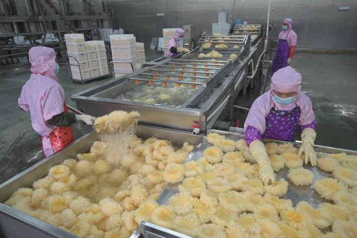 2024年5月10日，在福建省宁德市古田县，一家食品公司的工作人员在挑选清洗银耳。新华社记者 林善传 摄