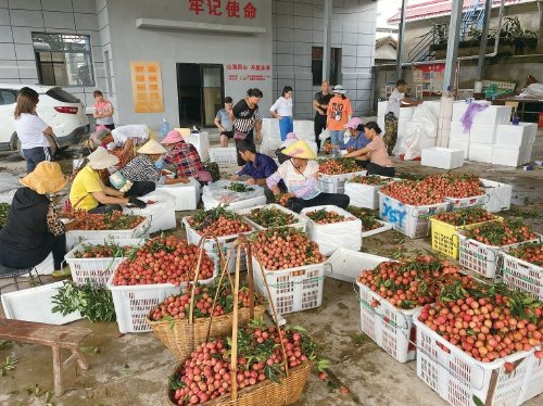 云南临沧市永德县荔枝种植基地内工人正在分拣荔枝。 受访者供图