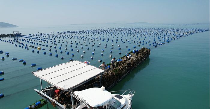 渔民在莆田市海域投放三倍体牡蛎（2023年3月3日摄）。新华社发
