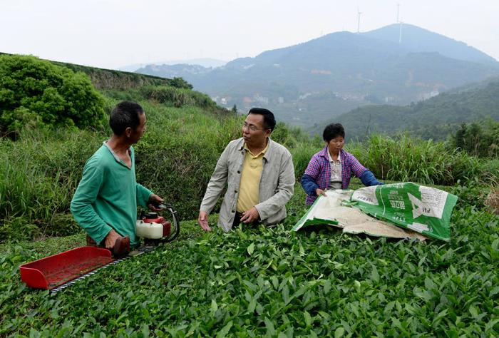 2024年5月9日，在福建省安溪县西坪镇珠洋村，科技特派员（中）在指导茶农使用机器科学化采收茶叶。新华社记者 魏培全 摄