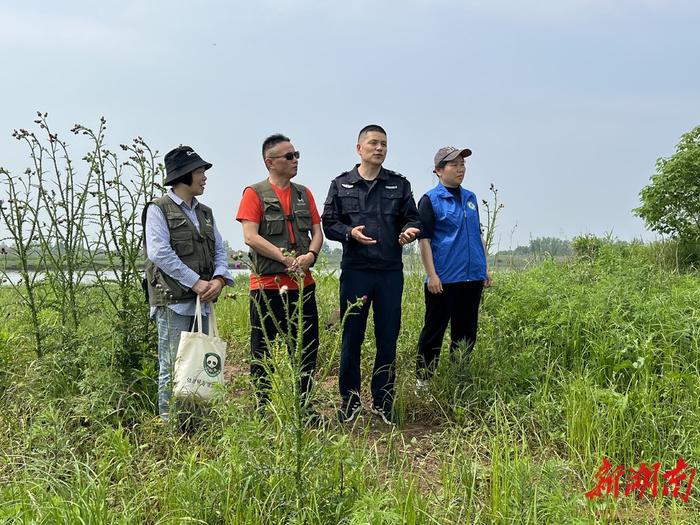 常德护鸟营志愿者刘作云、莫凤仙在西洞庭湖调查湿地恢复情况