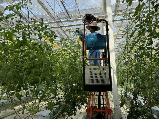工人在金塘农业科技发展有限公司番茄大棚内工作。新华社记者赵逸赫 摄