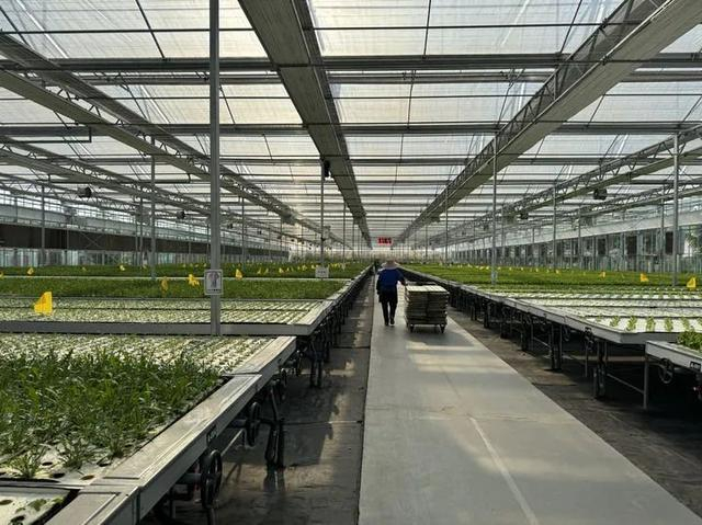 稷青科技（上海）有限公司蔬菜生长大棚。新华社记者赵逸赫 摄