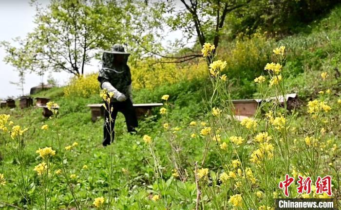5月13日，甘肃陇南市徽县大河店镇火石村如画般山间，村民鞠永强开始了一年一次的蜂蜜采集。何方 摄