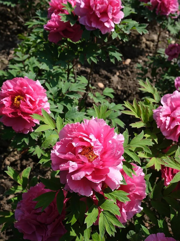 我们团队去牡丹园赏花