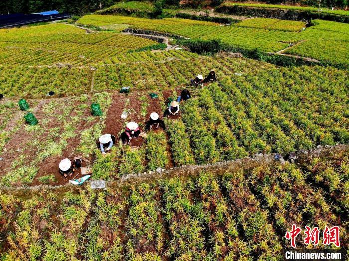 药农正在采收浙贝母。杨萤萍摄