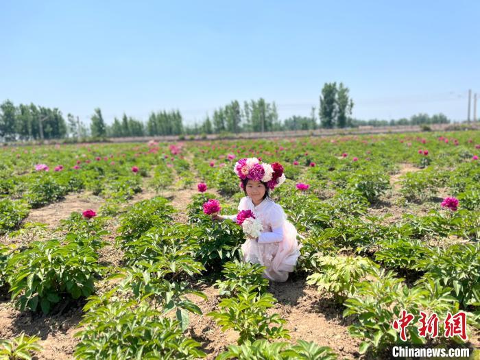 5月13日，民众在菏泽鲁西新区的一家芍药园拍照打卡。(菏泽鲁西新区官方供图)