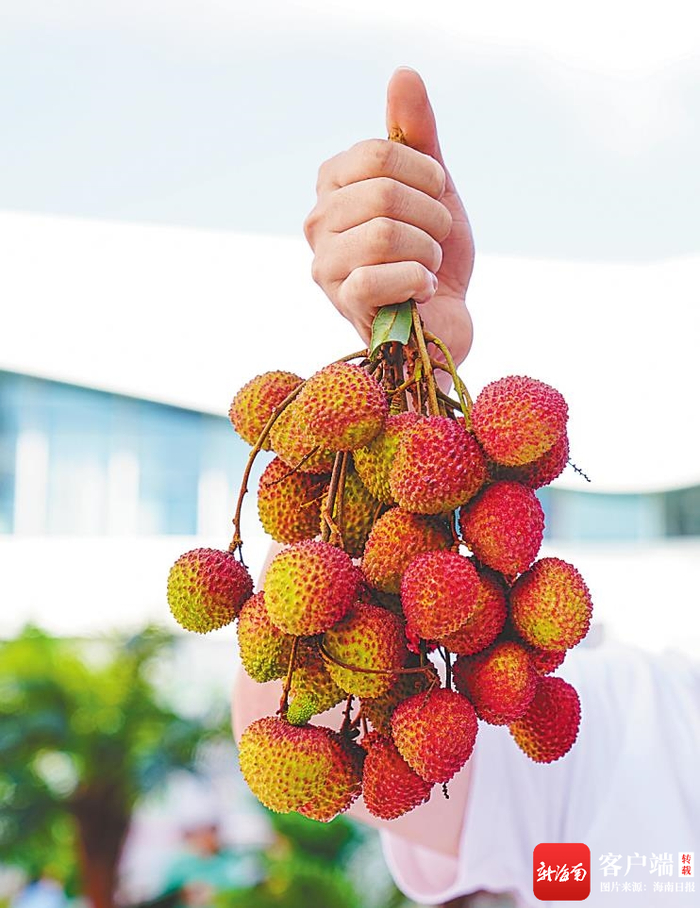 　　陵水荔枝。记者 王程龙 摄