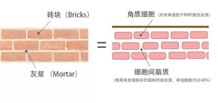 （神经酰胺是角质层的“砖墙”结构）