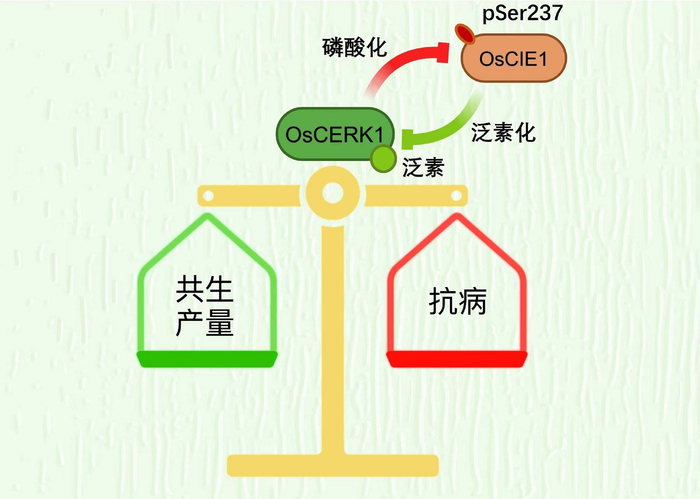 由OsCIE1介导的泛素蛋白“制动器”调控OsCERK1共生产量/免疫平衡的机制示意图。受访者 供图