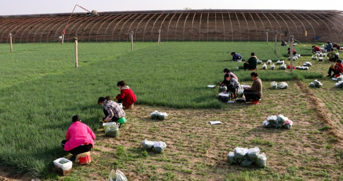 当地群众采收沙葱（周旦 摄）