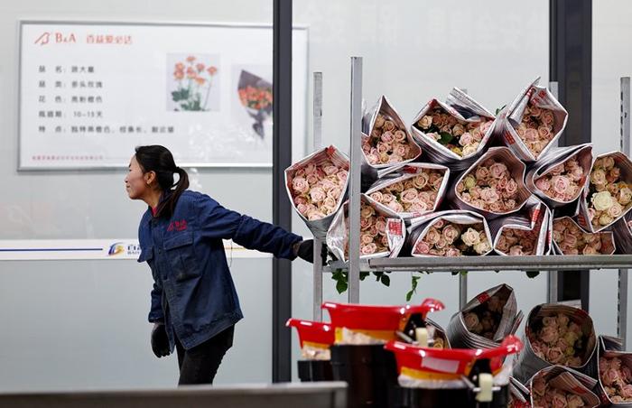 工人在甘肃省临夏县的百益（中荷）国际鲜花港搬运打包好的玫瑰。新华社发（侯崇慧摄）