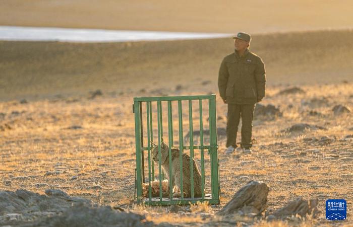 野生动物专业管护队员准备将一头猞猁放归自然（5月12日摄）。新华社记者 丁增尼达 摄