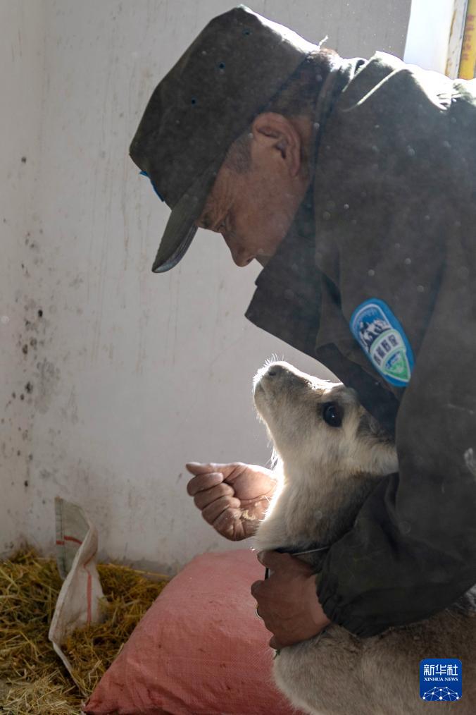 罗布玉杰站的野生动物专业管护队员在出发巡护前给站里救护的受伤藏原羚喂糌粑（5月7日摄）。新华社记者 姜帆 摄