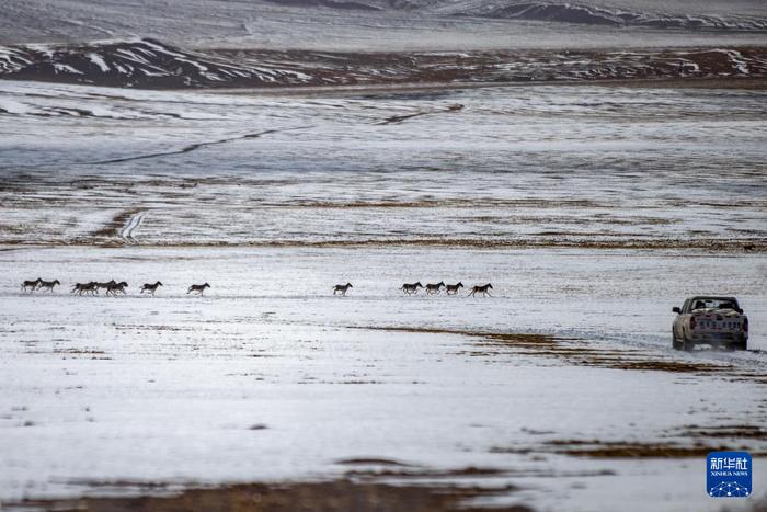 成群的藏野驴从野生动物专业管护队员们的车前跑过（5月9日摄）。新华社记者 姜帆 摄