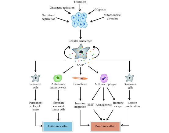 图：细胞衰老的成因及结果