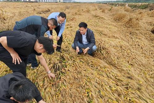 宁波人保财险与宁波市农技专家密集勘查全市小麦受灾情况
