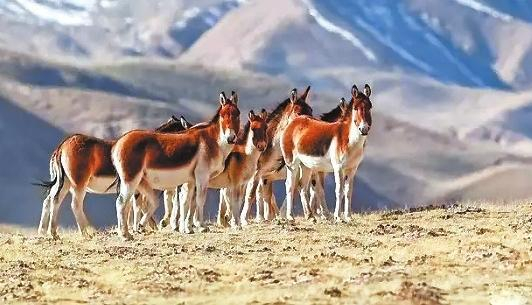 藏野驴（本文版图片均为资料图）