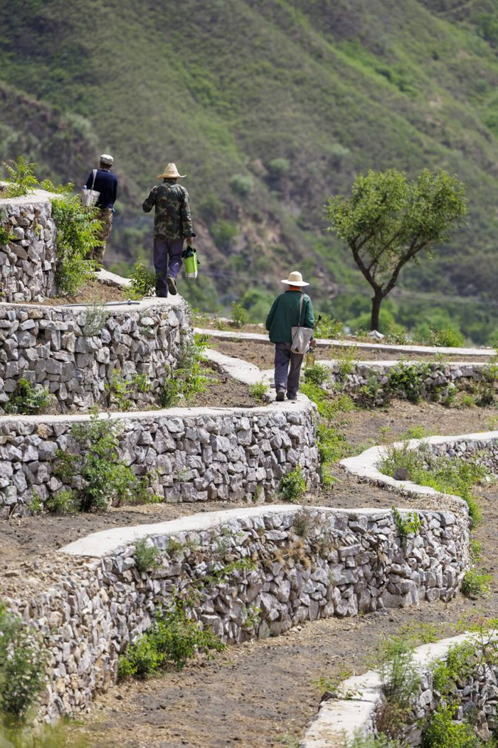 5月14日，京西门头沟深山里，雁翅镇苇子水村的村民从古梯田中步行下山。新京报记者 王子诚 摄 