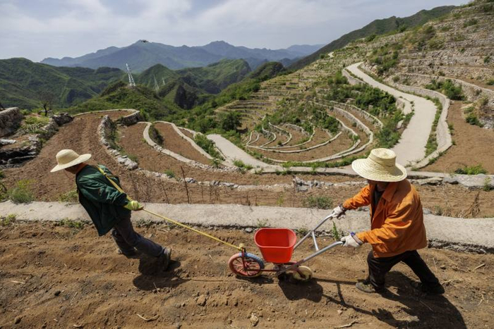 村民正在古梯田中劳作。新京报记者 王子诚 摄