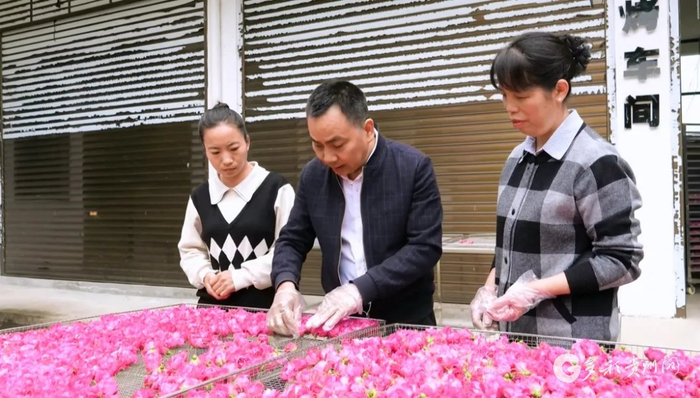 冯健指导工人挑选玫瑰花摆盘