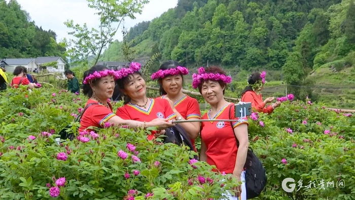 游客打卡玫瑰园