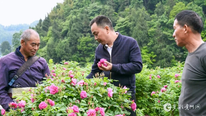 冯健指导村民采收玫瑰花