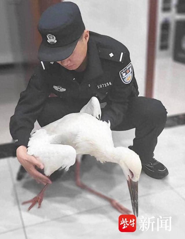 院子里落下一只受伤的“漂亮大鸟”，上网一查疑似国家一级保护动物东方白鹳