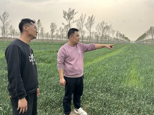 孙东方（右）在小麦返青分蘖期指导种植户田间管理 （图片由受访者提供）