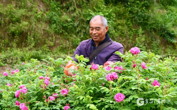 村民正在采收玫瑰花