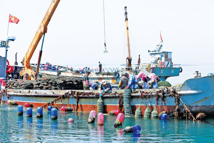 大连金砣集团海洋牧场一派繁忙的生产景象，渔工们正在抓紧向海底投放海参苗种。李敬伟/摄