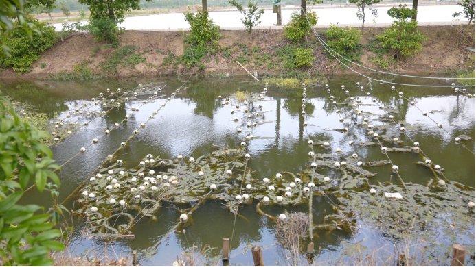 湖北省洪湖水环境水生态状况持续下滑