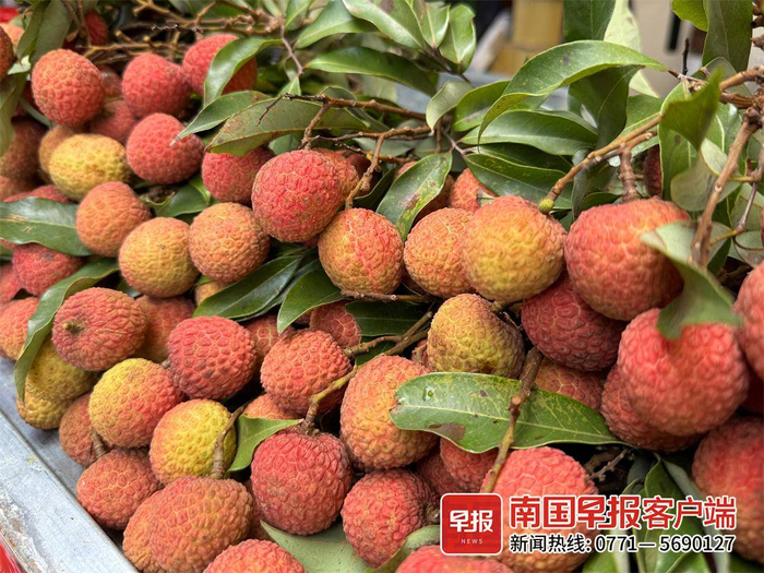 ▲5月17日，市场上销售的新鲜荔枝。记者 邹财麟 摄
