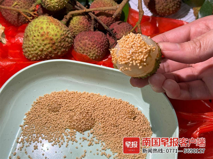 ▲有网友怕上火，用荔枝蘸板蓝根颗粒食用。记者 邹财麟 摄