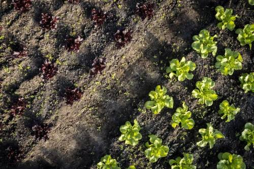 △图源：美国农业部官网