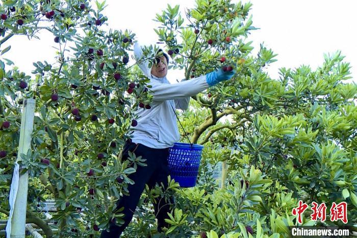 5月14日，福建省漳州市龙海区浮宫镇的果农正忙着采摘新鲜杨梅。　曾秋波 摄