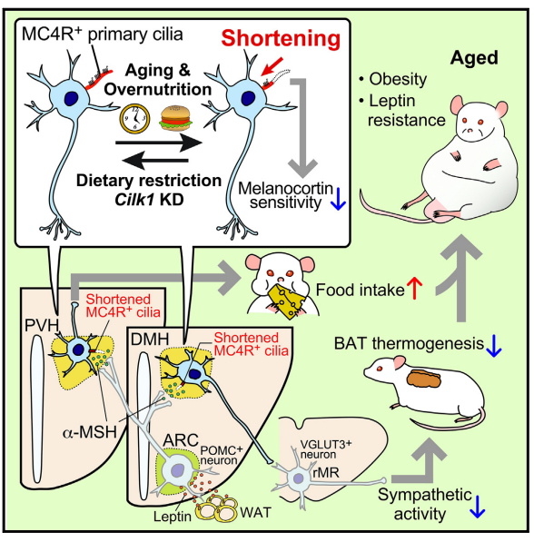 图注：黑皮质素-4受体（MC4R）在下丘脑中介导瘦素-黑皮质素抗肥胖信号传导