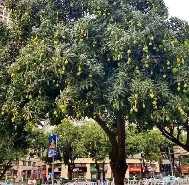 图源：科普广州